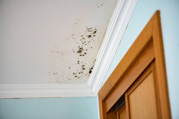 Professional Mold Removal in Lake Butler, FL